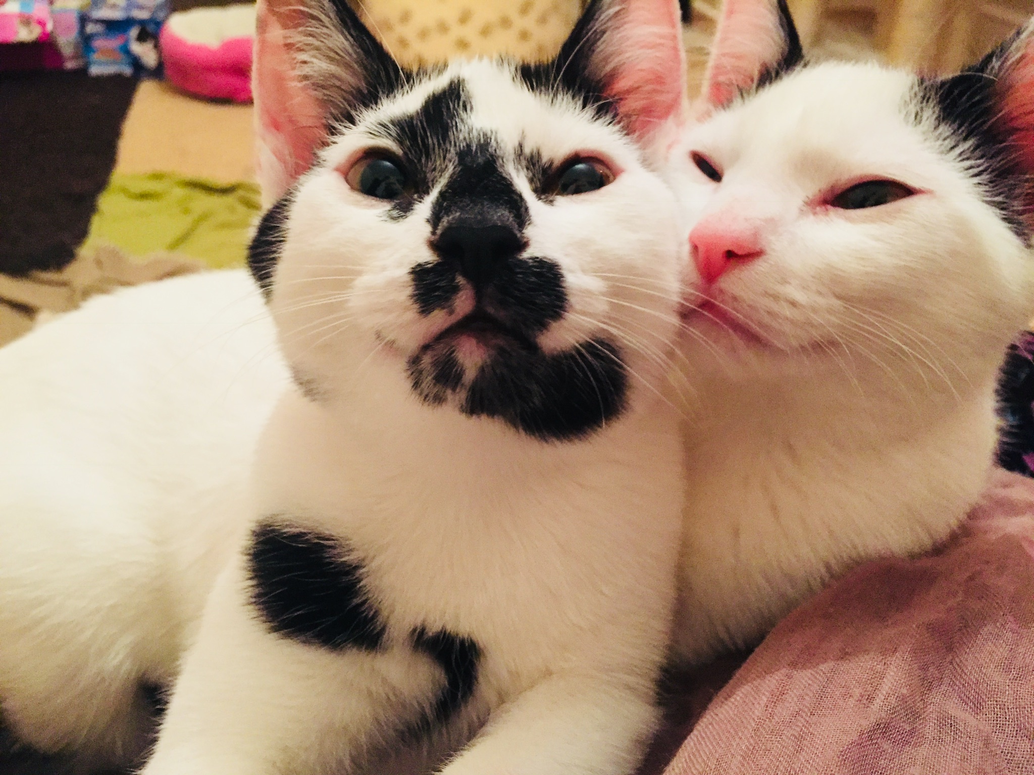 Patch & Snowflake - Adopted Dec 17
