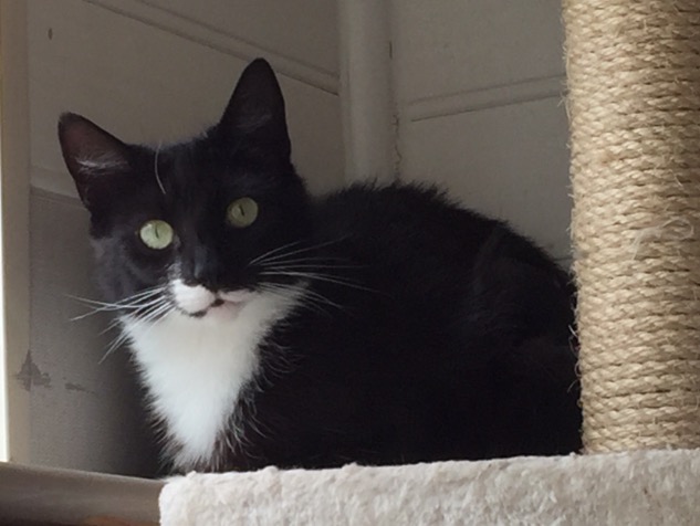 Tilly - Adopted Feb 17