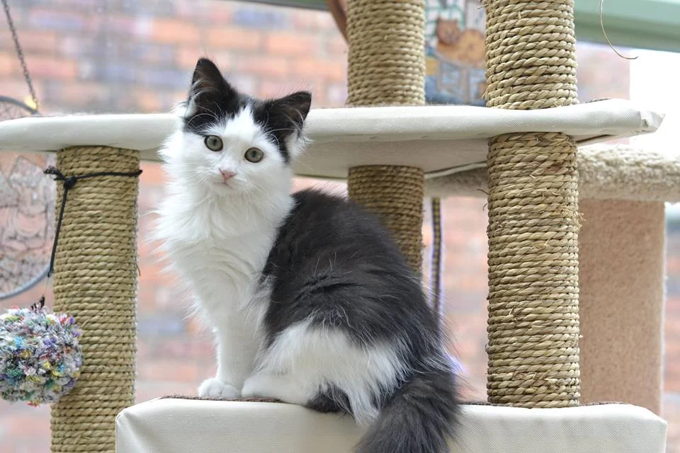 Lurleen - Adopted April 17