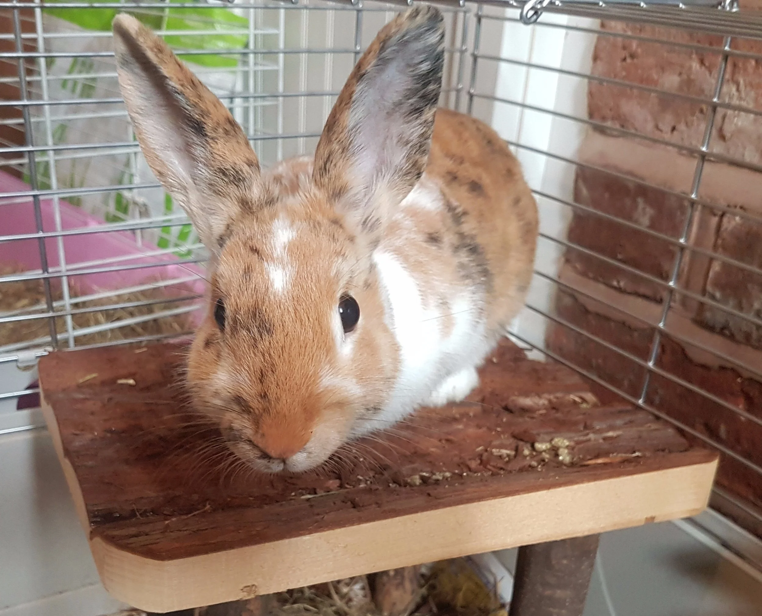 Age. approx. 5 months. Mix Breed, medium size, uppy-eared. Dotty came into foster care after her previous owners circumstances changed and she wasn't getting the time and attention she needed. Dotty needs to be re-homed as a house rabbit and needs a quiet indoor home where she can be given lots of space to exercise and run and play. We would love to be able to find Dotty a home where she can be bonded with a neutered male companion as I think she would benefit from having a friend, but we will consider a home on her own as long as there will be someone at home a lot of the time to keep her company and give her lots of attention and keep her occupied. Dotty will be spayed before rehoming If you would like to find out more about Dotty, please get in touch.