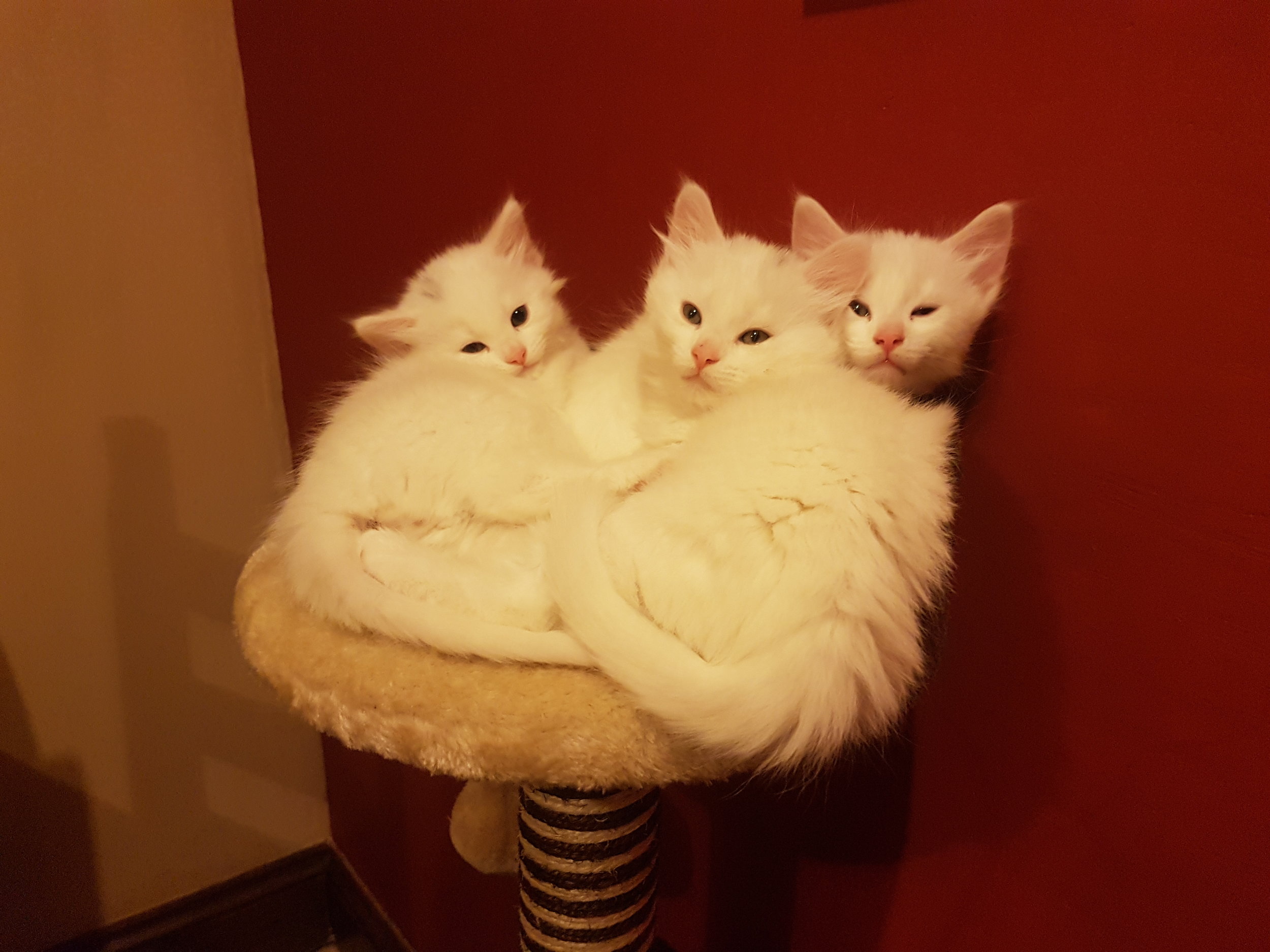 Leo, Lennon and Lewis - Adopted Jan 18