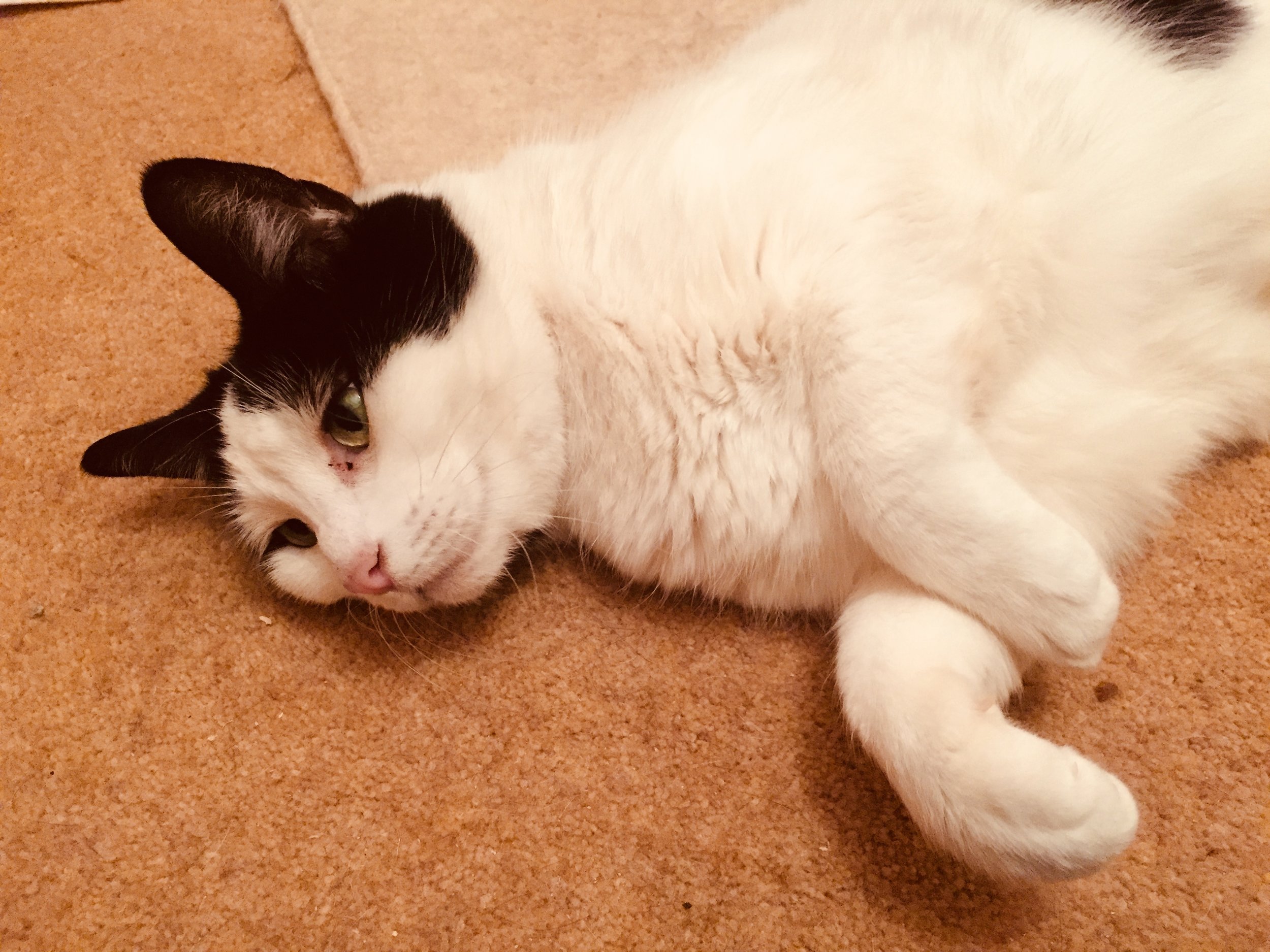 Leila - Adopted Feb 18