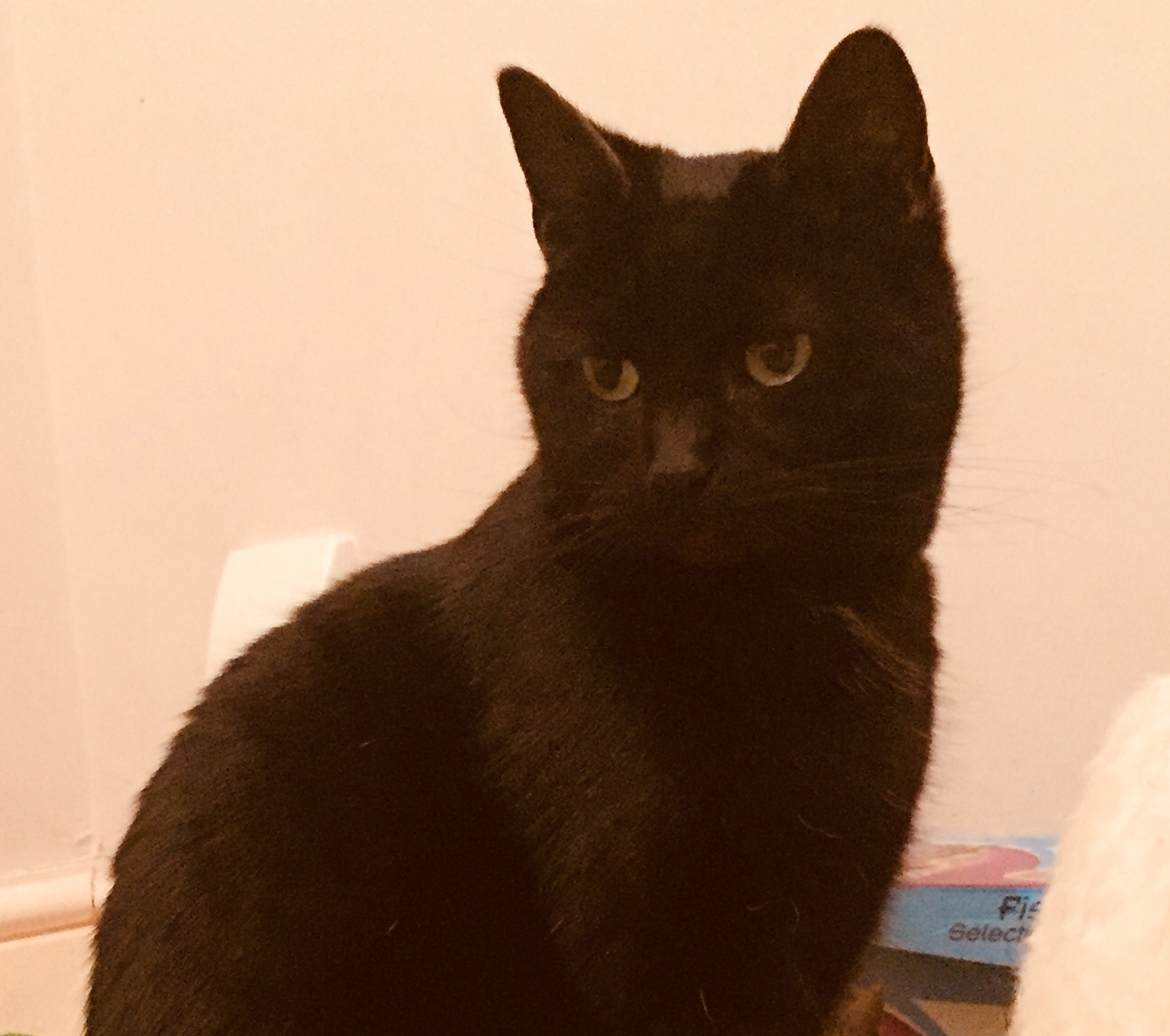 Tinker - Adopted Feb 18