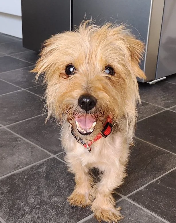 **Special person needed to give Gertie a 5* happy retirement home** (Please read in full if you are interested in giving Gertie a home) Little Gertie was found as a stray and taken into the vets by the lady that found her. Poor Gertie was very underweight. Her spine and ribs sticking out and her fur all matted. She is also completely blind. Despite informing all the authorities, posters and hundreds of shares on social media, no one has come forward to claim her so we are looking for a new home for her. We believe Gertie to be around 15 years old. She is such a gentle and sweet natured dog that doesn’t let her age or the fact that she can’t see hold her back. She is inquisitive and likes to explore. She has cleverly begun to map the house of her foster home and now knows her way around downstairs. She doesn’t seem to mind other dogs or cats in the house and just ignores them if she comes into contact with them. Gertie is still undergoing blood tests and checks, but it has been discovered that she is diabetic. Her new home needs to be confident to give twice daily insulin injections (this will be demonstrated, but is very simple and easy to do) The timing of these injections is very important and also her strict food intake and schedules. She is still being monitored, but she does need very regular trips outside or she can tend to wee in the house - which is completely understandable given her age and diabetes. We have discovered that she is very unsure about being on grass, but will happily have plenty of wee’s on slabs or concrete. Gertie has been through so much. We know nothing of her background or who had her previously. She is very anxious if she is left alone and needs someone that can be with her all the time. She will happily stick to you like glue and gets upset if she doesn’t have someone around to give her reassurance. It must be a scary time for a little old blind dog who doesn’t know where she is. We are sure that given time and when she has settled into a new home and routine, her separation anxiety will not be quite as bad. It was also discovered that poor Gertie would have been suffering for quite a long time with her teeth. Many are rotting and decaying and this can not only cause pain for her, but infection can also affect internal organs as well. Although it can be a risk at her age, we have discussed it with vets and we hope to be able to get her dental done this week when her bloods are more stable and has put a little bit more weight on. Above all this, Gertie has stolen the hearts of everyone she meets! All the vets love her and her sweet nature wins everyone over. It must be so frightening to not be able to see, but she is so trusting of people. She really is a lovely girl. Who knows what her life before was like. We can only guess. But what we do know for certain is that Gertie deserves to live out her days being loved and spoilt. Gertie needs a quiet home where there is someone around all of the time. She needs someone that is understanding of her age and medical condition and is not going to be put off by little accidents in the house if she can’t hold on to get to the garden. She will be more than happy spending most of the day snoozing on a lap and getting plenty of cuddles. If you would like to speak more about offering Gertie a home, please get in touch by filling out the adoption form via this link www.rspca-stourbridgeanddistrict.org.uk/adoption-form Stourbridge RSPCA will continue to cover any medical costs related to her diabetes provided she is rehomed in the branch area and able to be taken to our vets - Powis and Partners.
