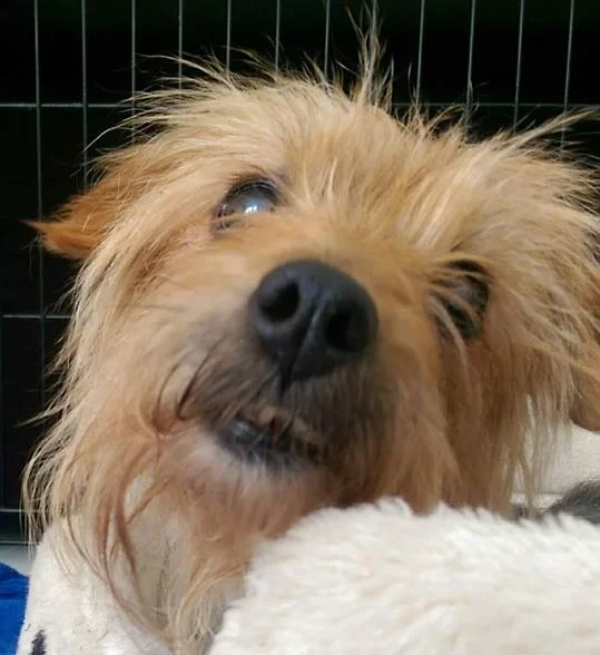 Gertie2.jpg