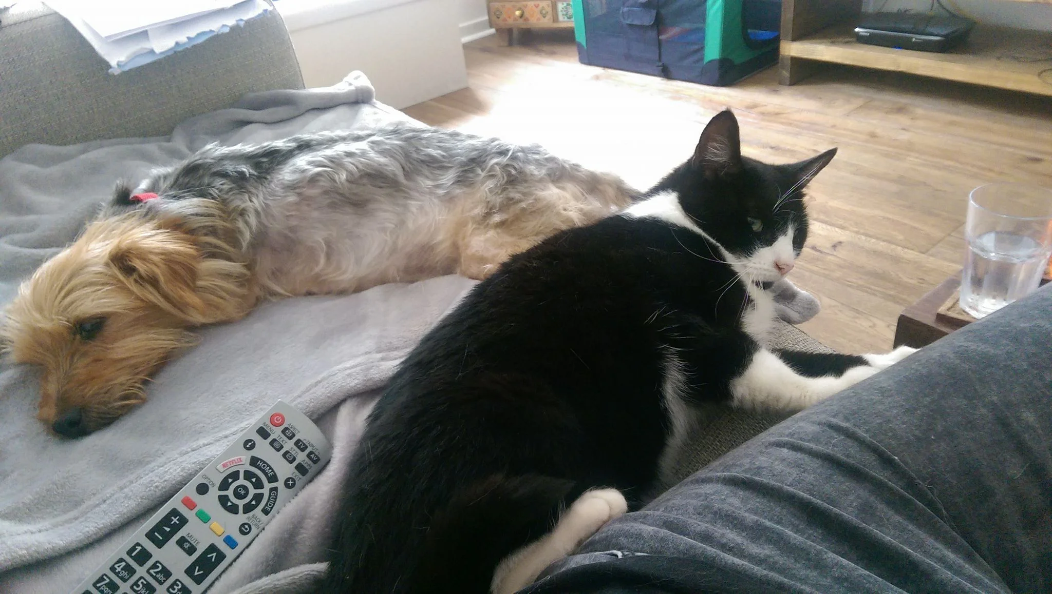 Gertie and Sox.jpg