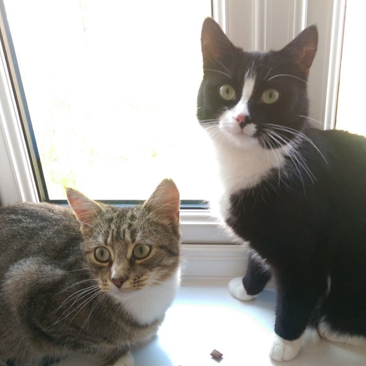 Oreo & Cookie - Adopted Aug 18