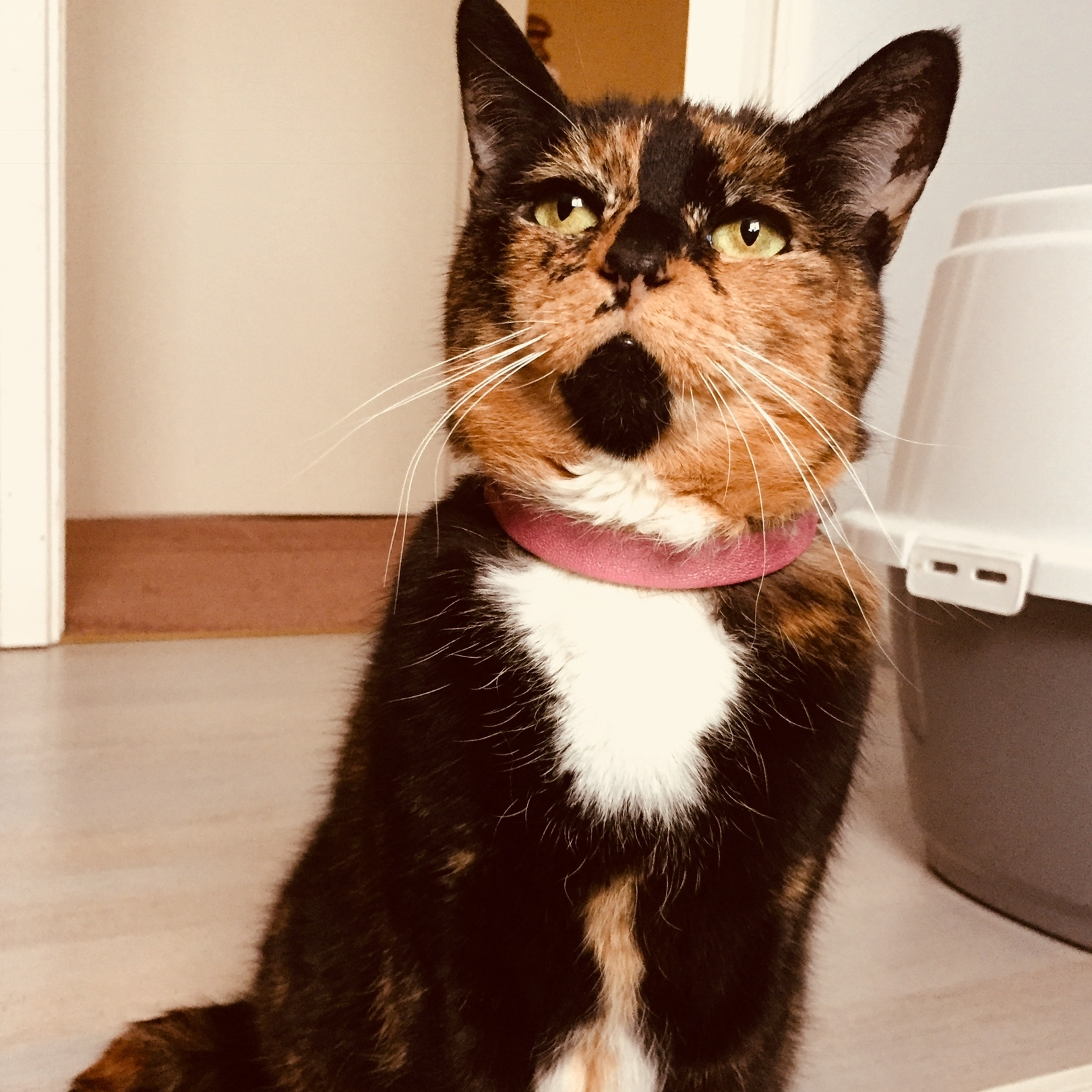 Honey - Adopted Oct 18