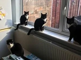 Black and white cats for rehoming.jpg