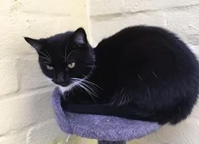 Sonia overfields cats.jpg