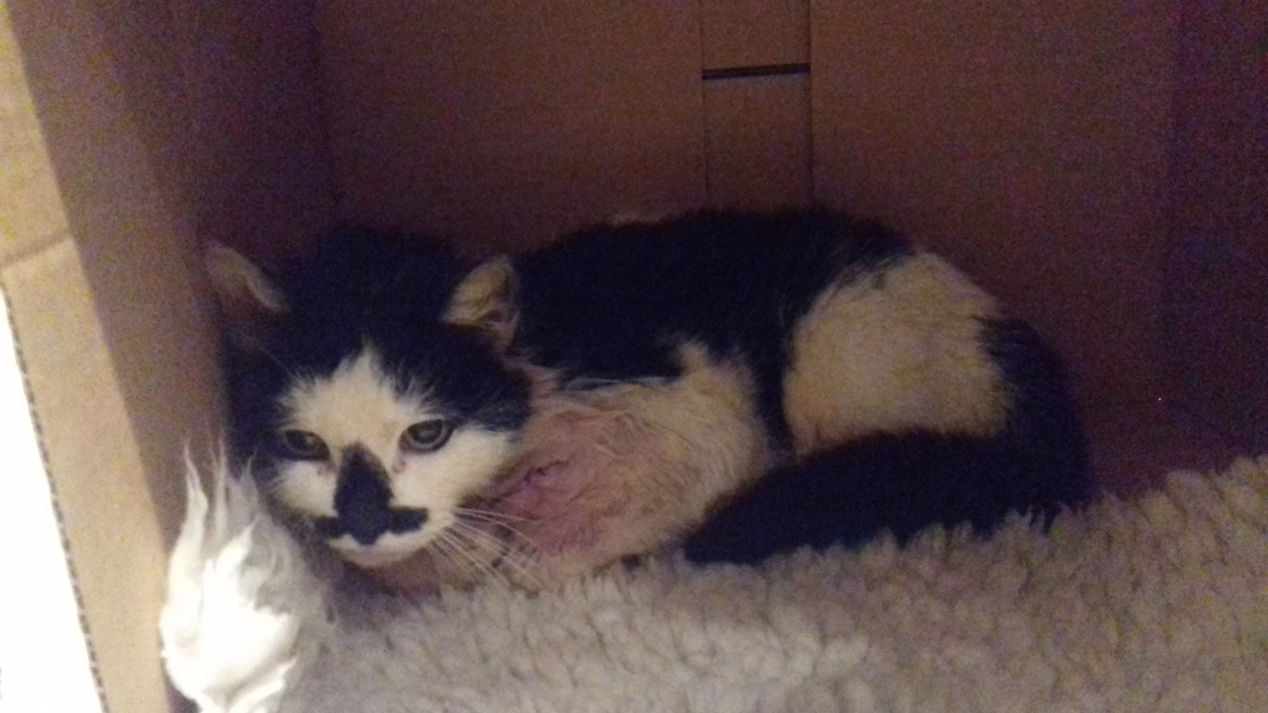 Just home from surgery…a little shell shocked bless her