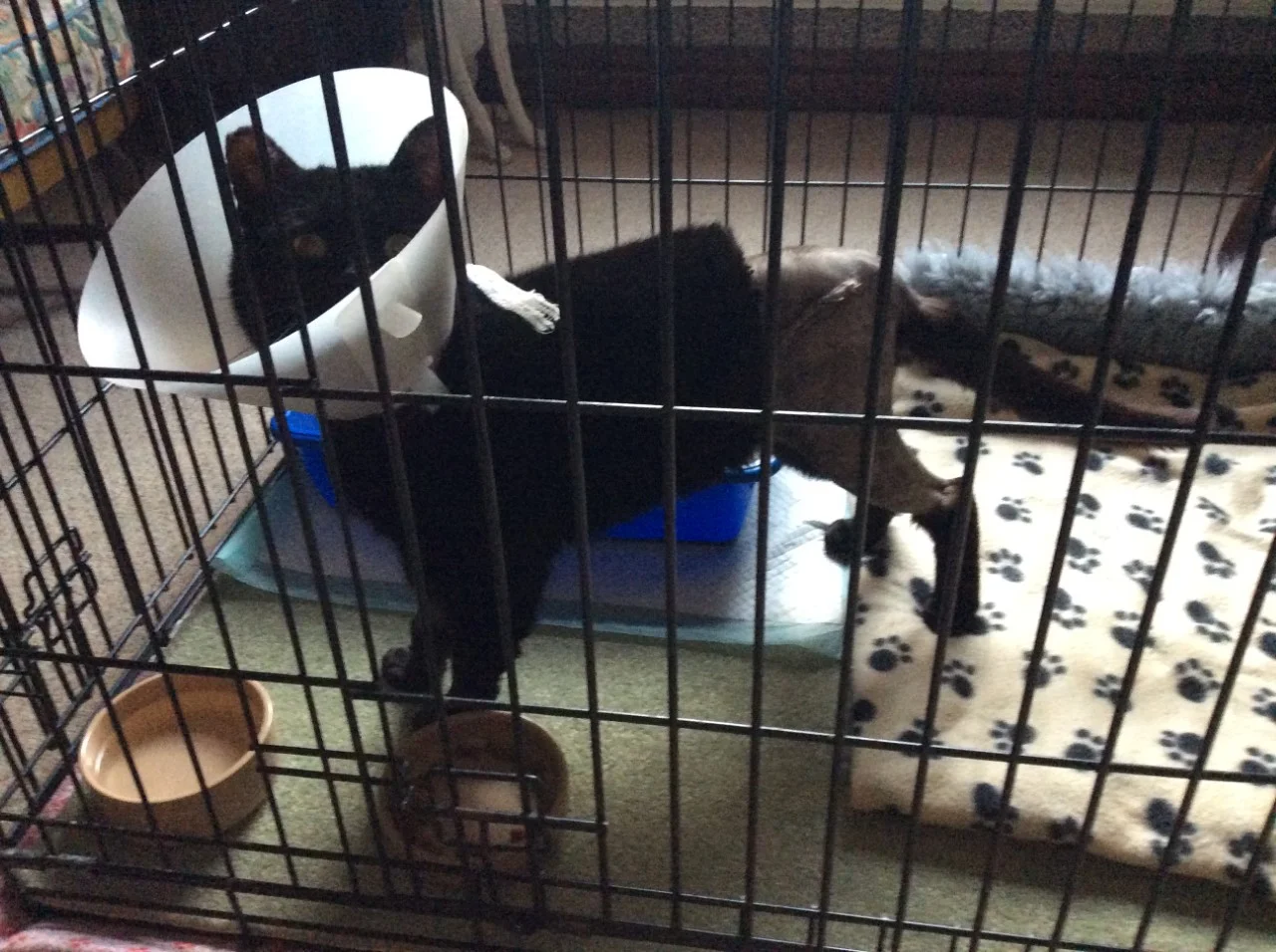 6 days post Op - doing well and standing - just not overly happy about the cone and cage rest!