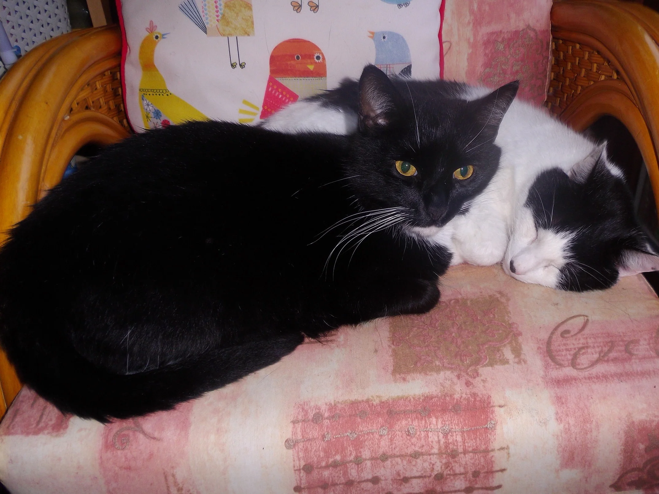 18-11-07+Panda+%26+Blackie+%281%29.jpg