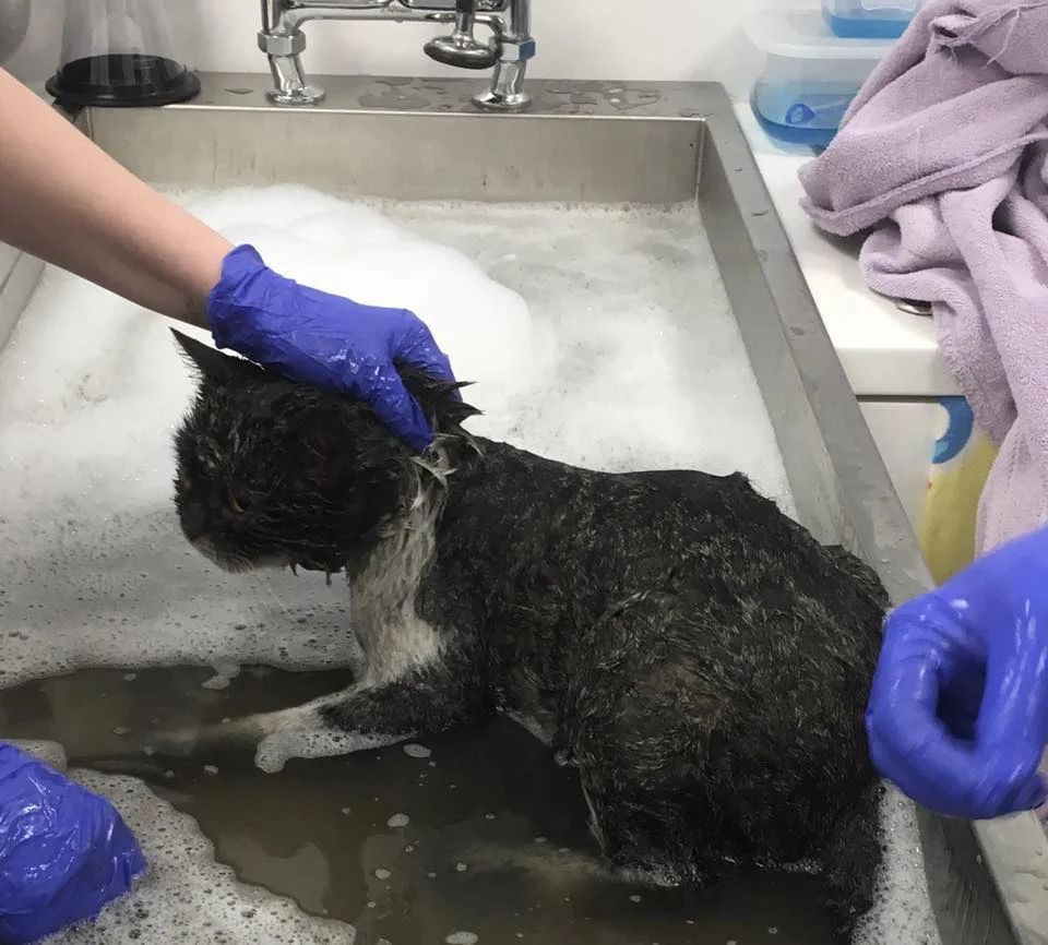 Denzil immediately when he went into the vets - a desperate attempt to get the petrol off