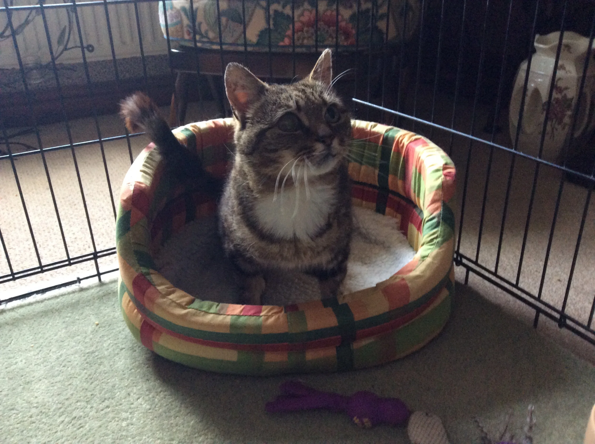 Mindy - recovering well