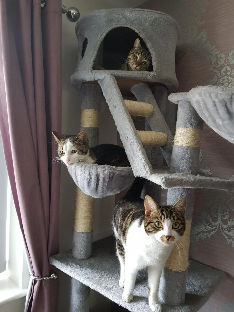 Loki Thor and Harley1.jpg