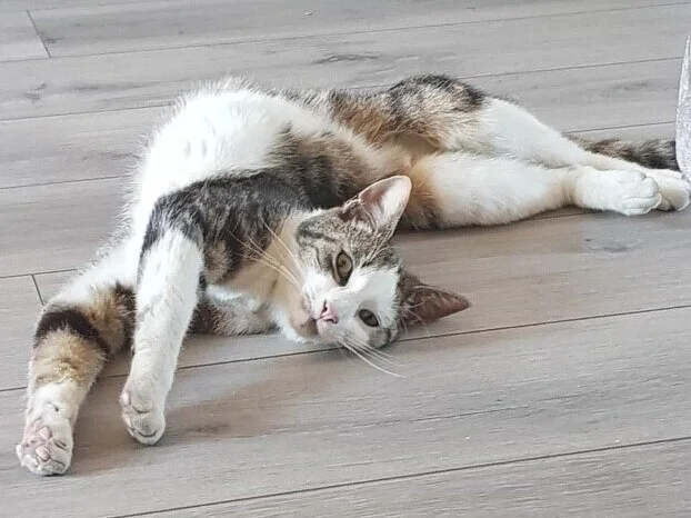 LOKI ( Male)