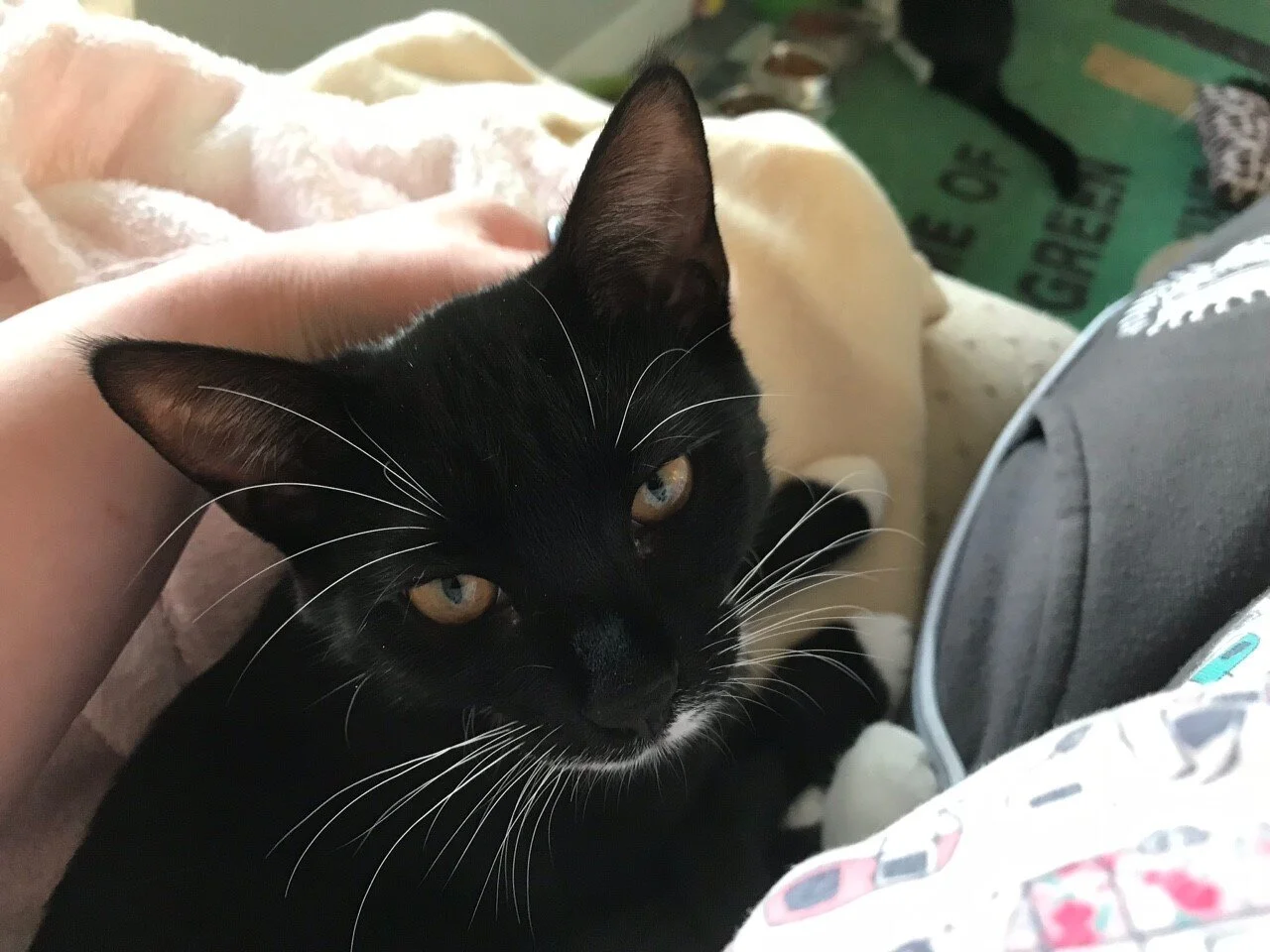 Tasha 1.jpg