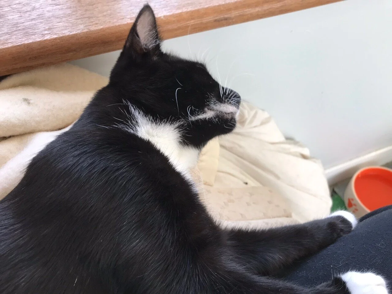 Tasha 3.jpg