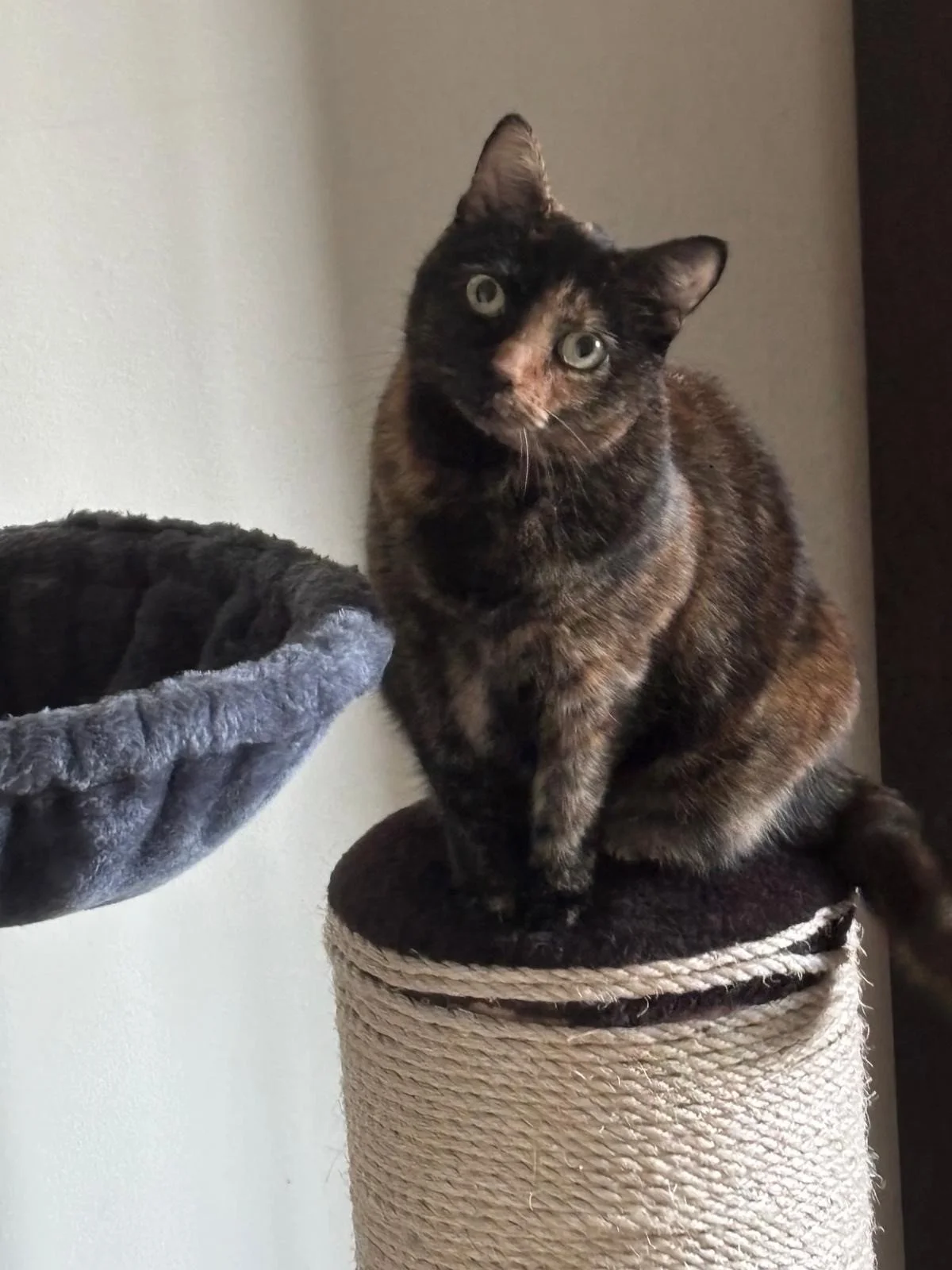 Tilly.jpg