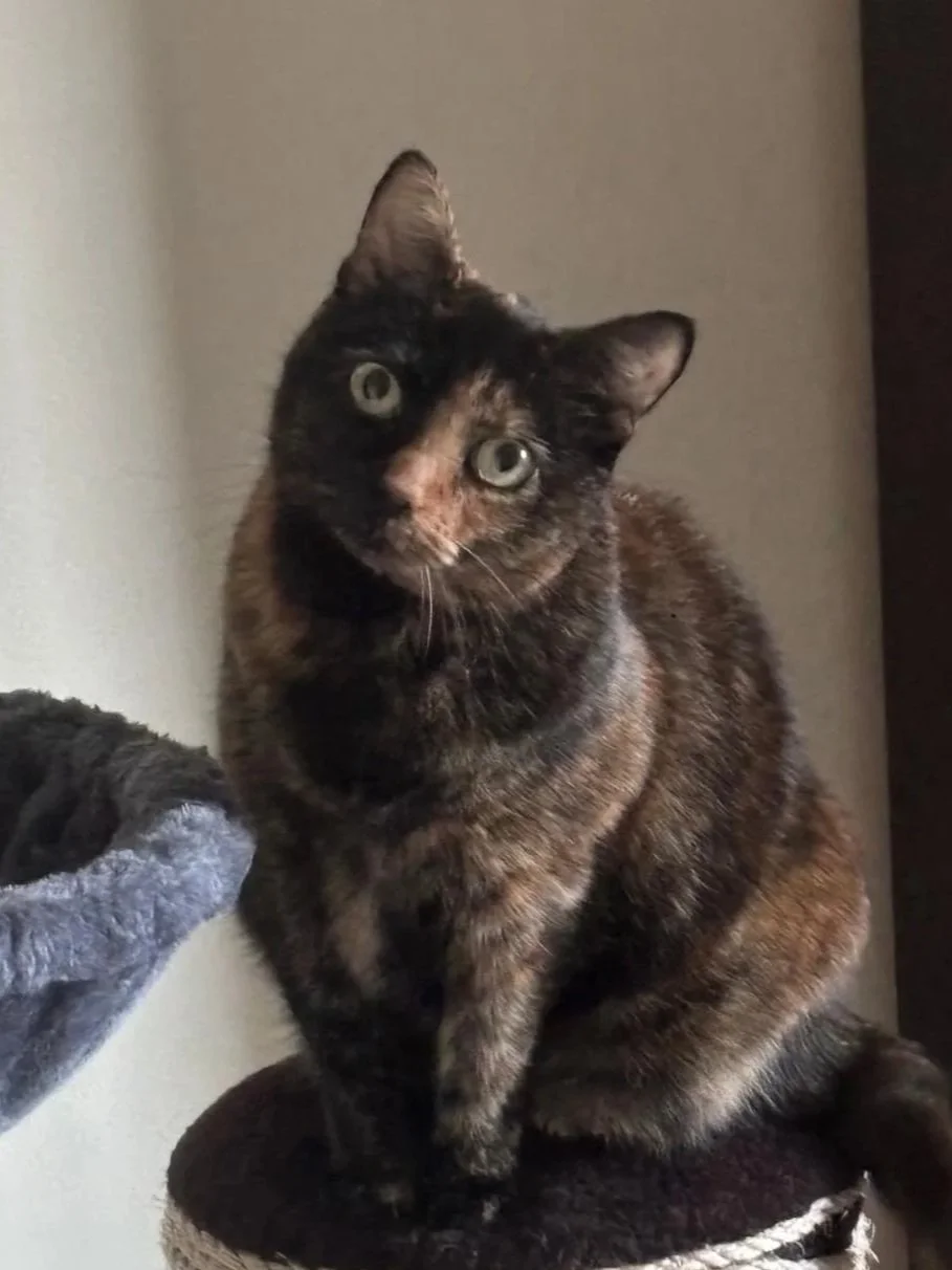 Tilly