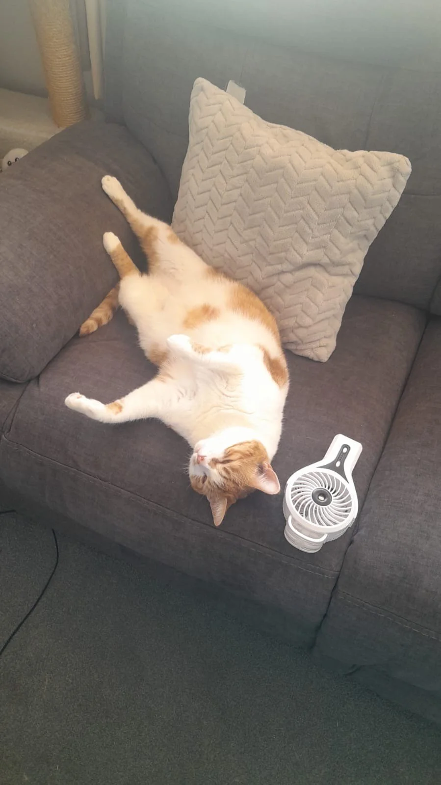 Sugar.jpg