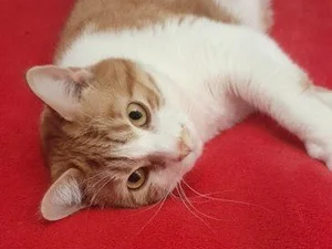 Sugar