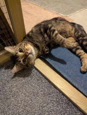 Pixel