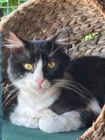 Finn