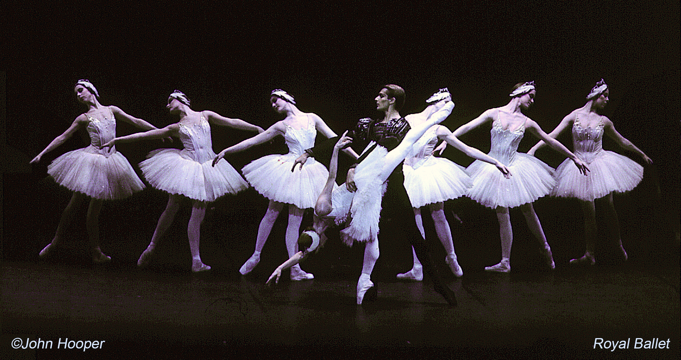 ballet_swan.png