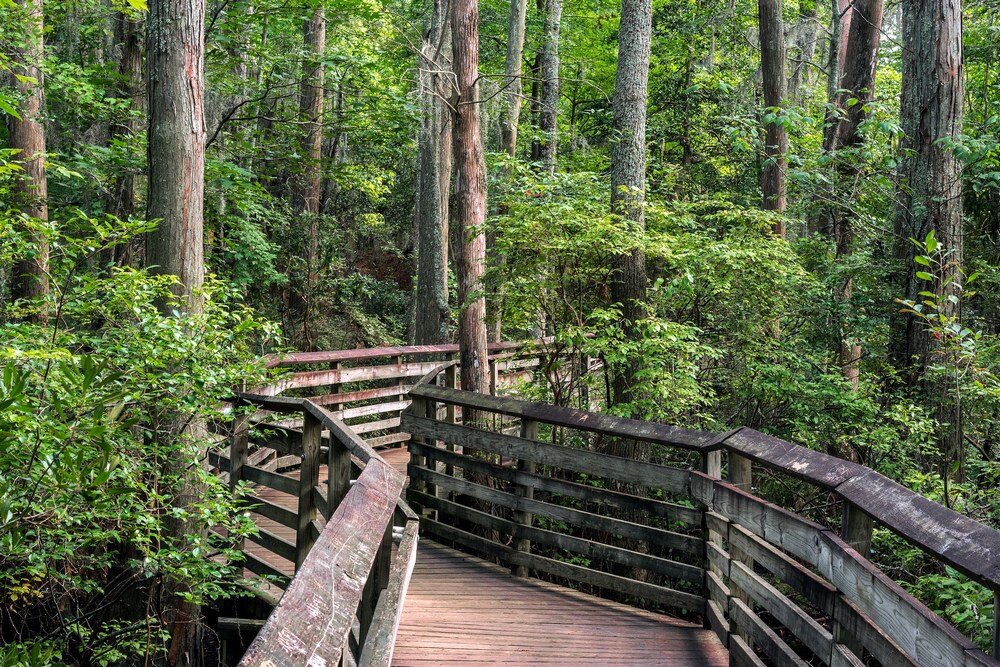First Landing State Park Trail