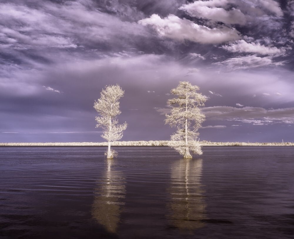 Two Bald Cypress Trees on the Water of Lake Drummond