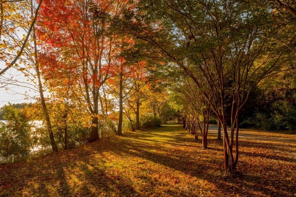 autumn_in_oak_grove_lake_park_chesapeake_va.jpg