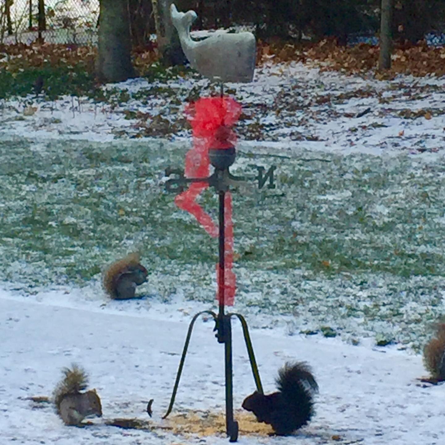 In more breaking news...
My dear uncle repaired our weather vane and we seem to have turned it into a squirrel feeding station for the winter. Does anyone else feed the squirrels or are you in the &lsquo;rats with tails&rsquo; camp? 🐿 
#covidcrazies