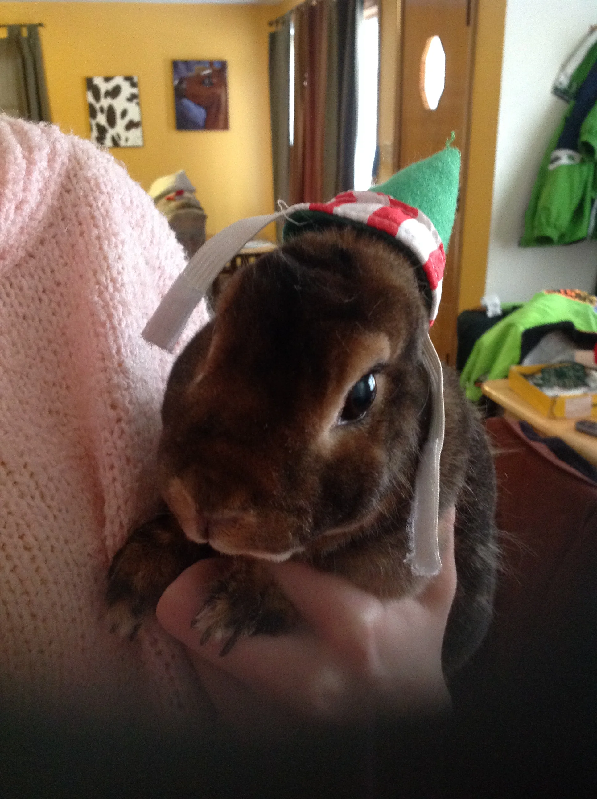 We have pet house rabbits! 