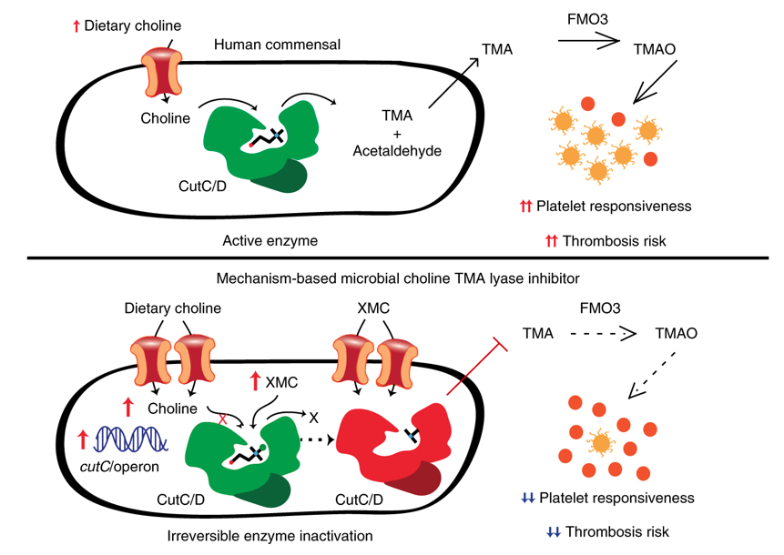 Fig. 5: A microbial choline TMA lyase inhibitor reverses diet-induced changes in cecal microbial community composition associated with plasma TMAO levels, platelet responsiveness, and in vivo thrombosis potential. Schematic of the relationship between human gut commensal choline TMA lyase activity, TMA and TMAO generation, and enhanced platelet responsiveness and thrombosis risk in the host