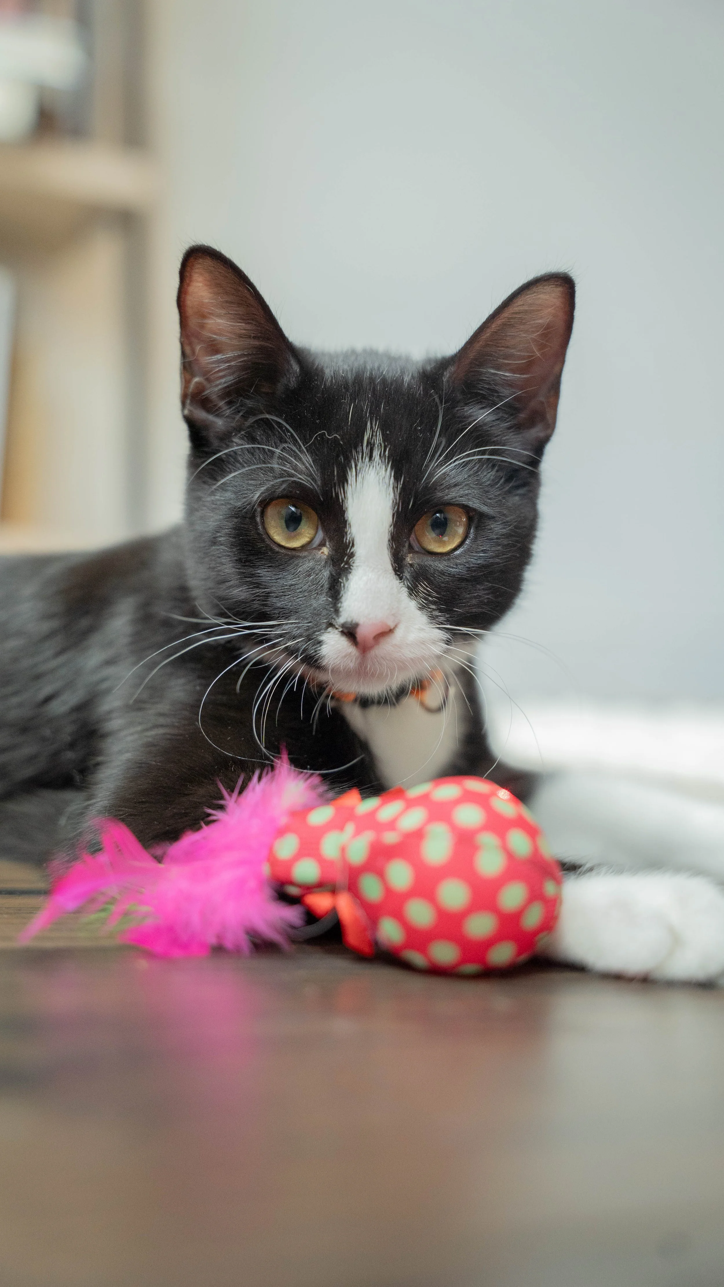 The Power of Perspective: How Viewers Engage with Film