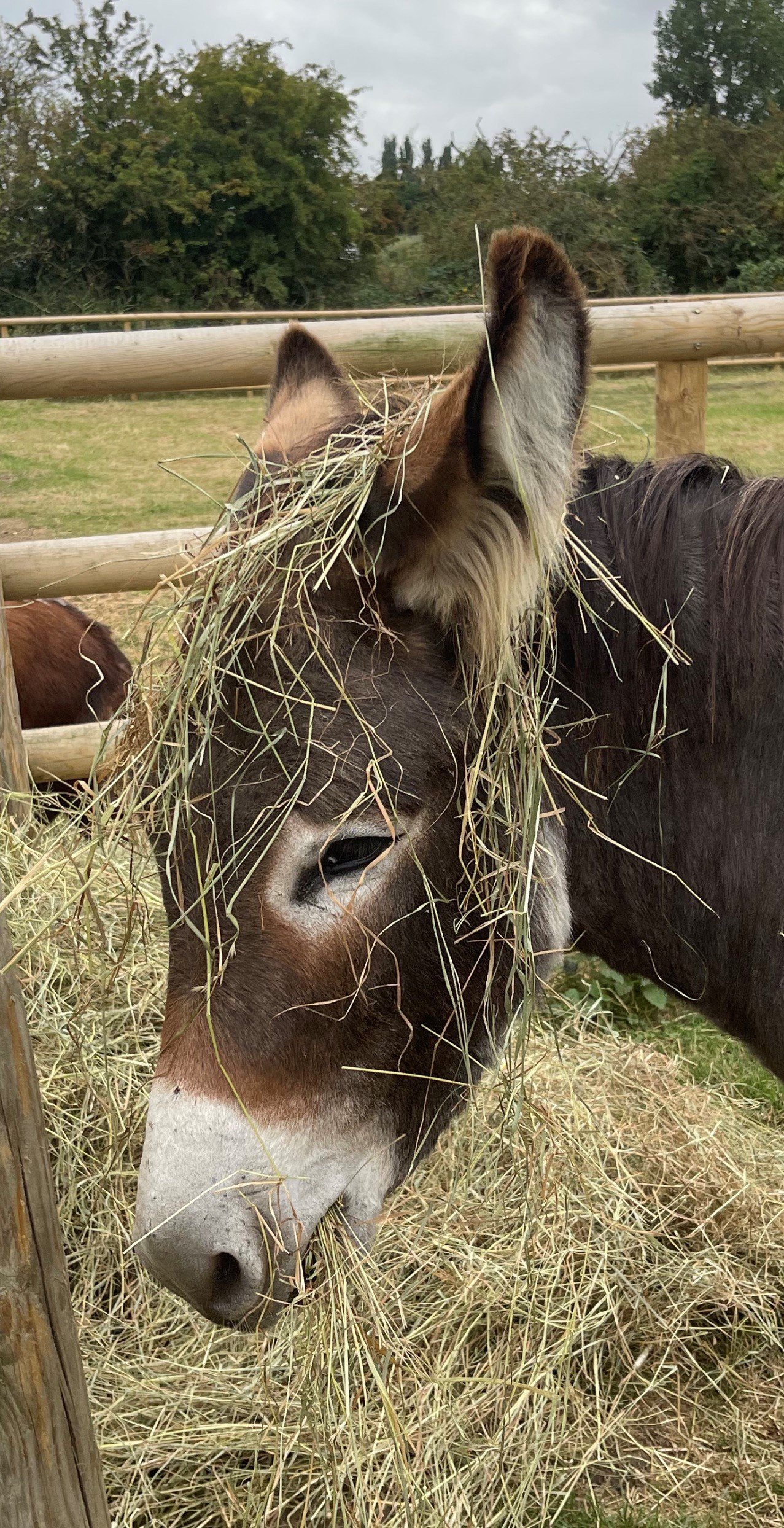 hay!.jpg