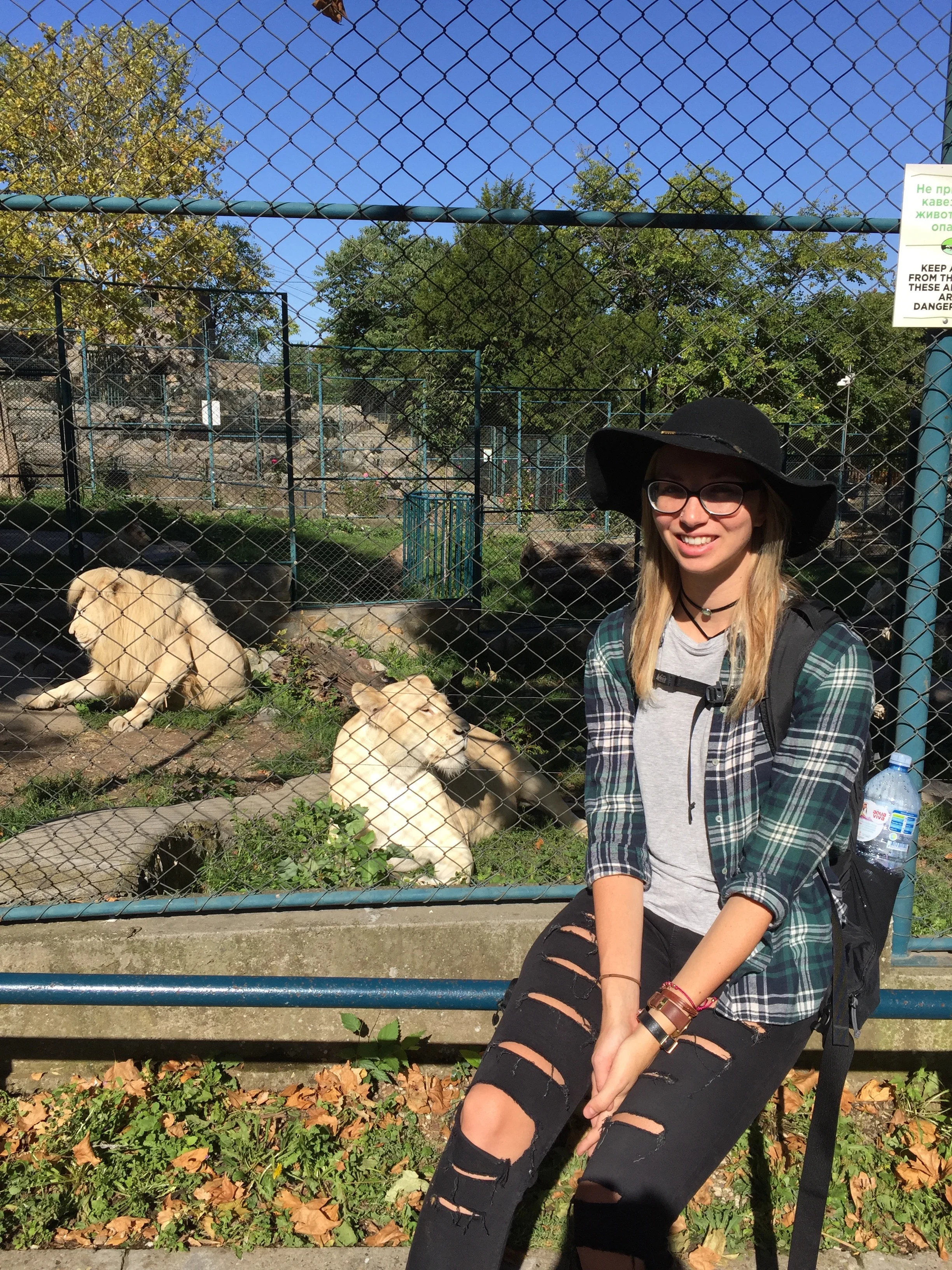 I count three white lions in this photo! ;)