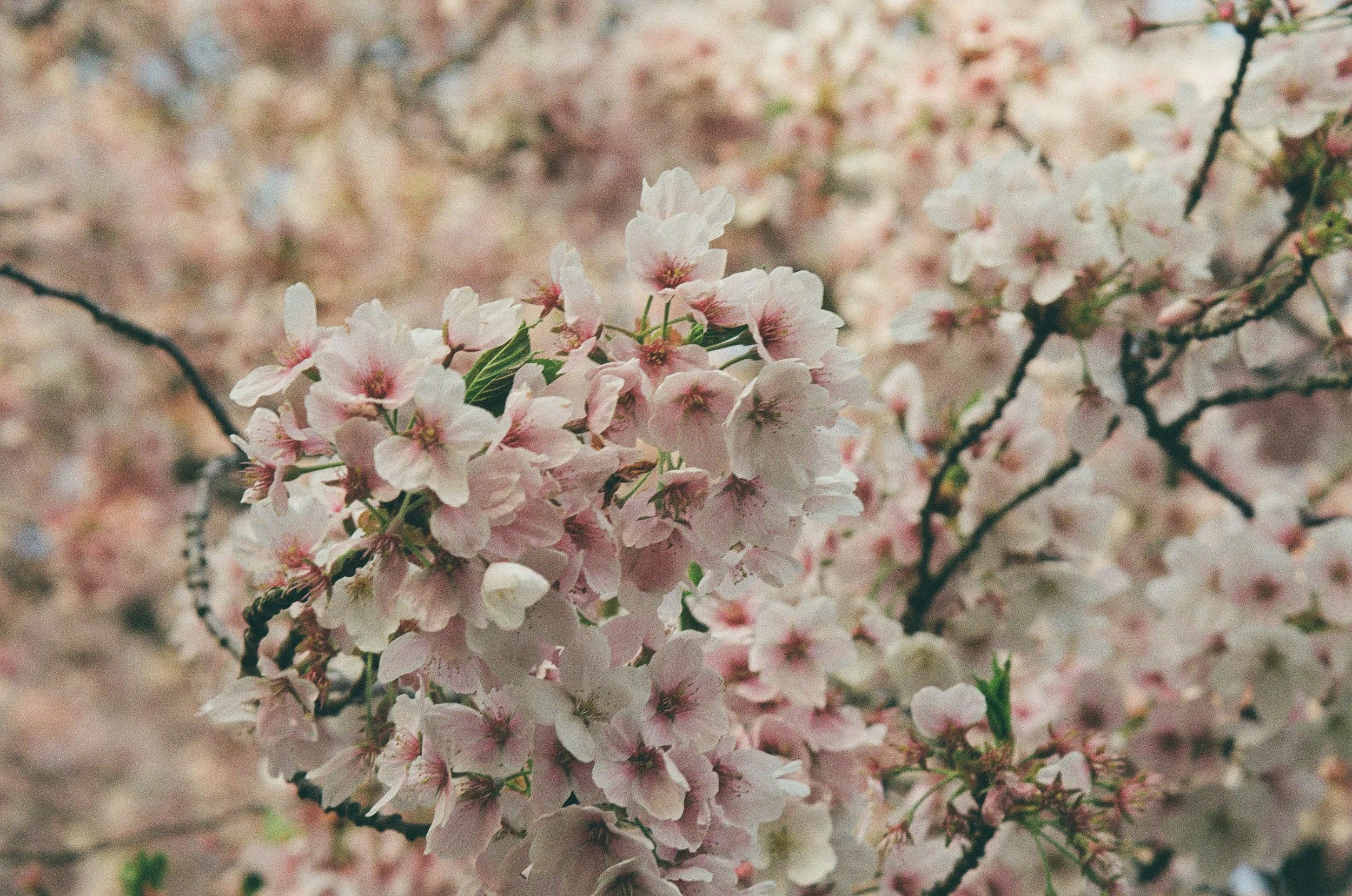 Spring in Seattle - Sakura Petals on Film