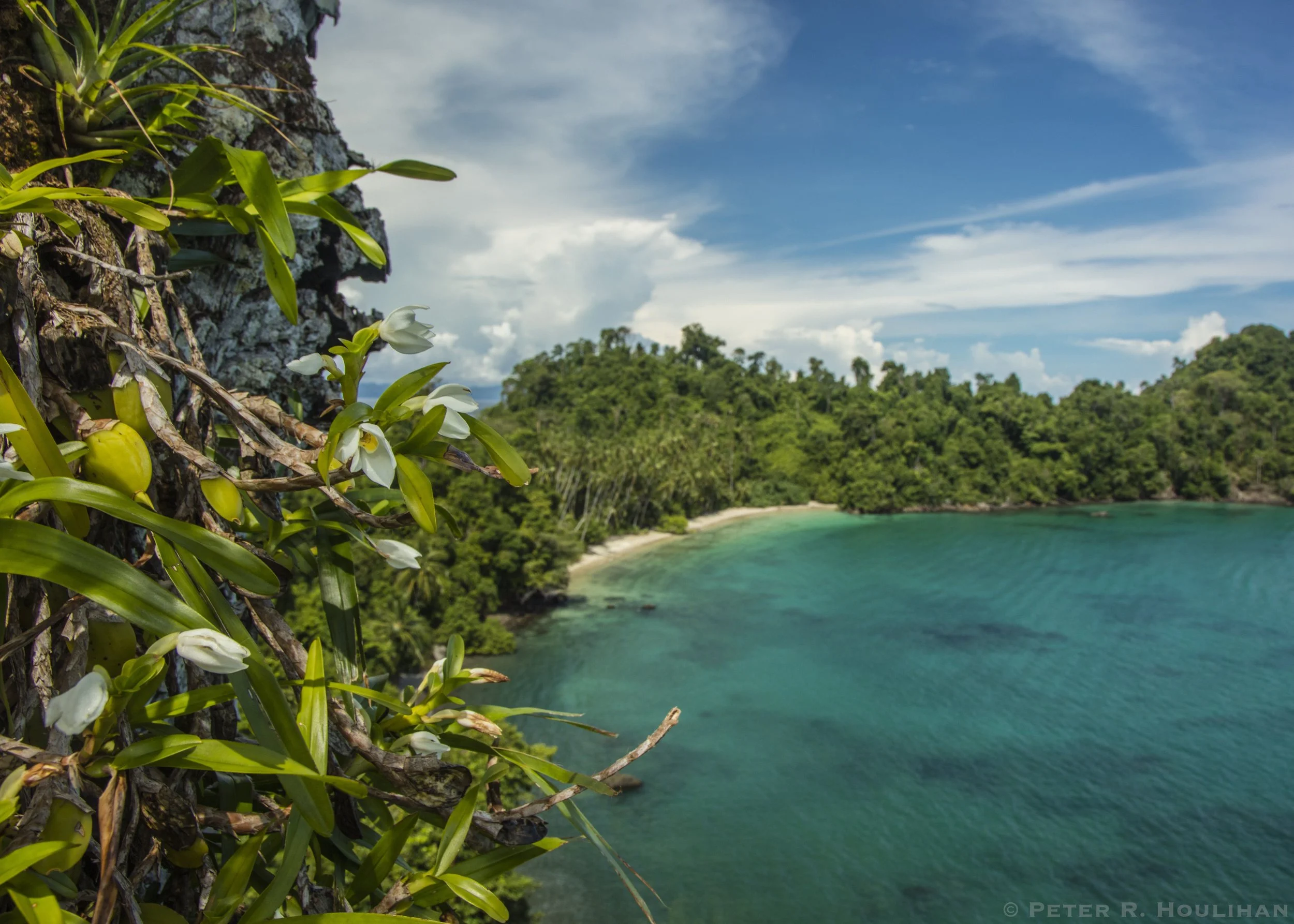 Orchids_Coiba_Houlihan.jpg