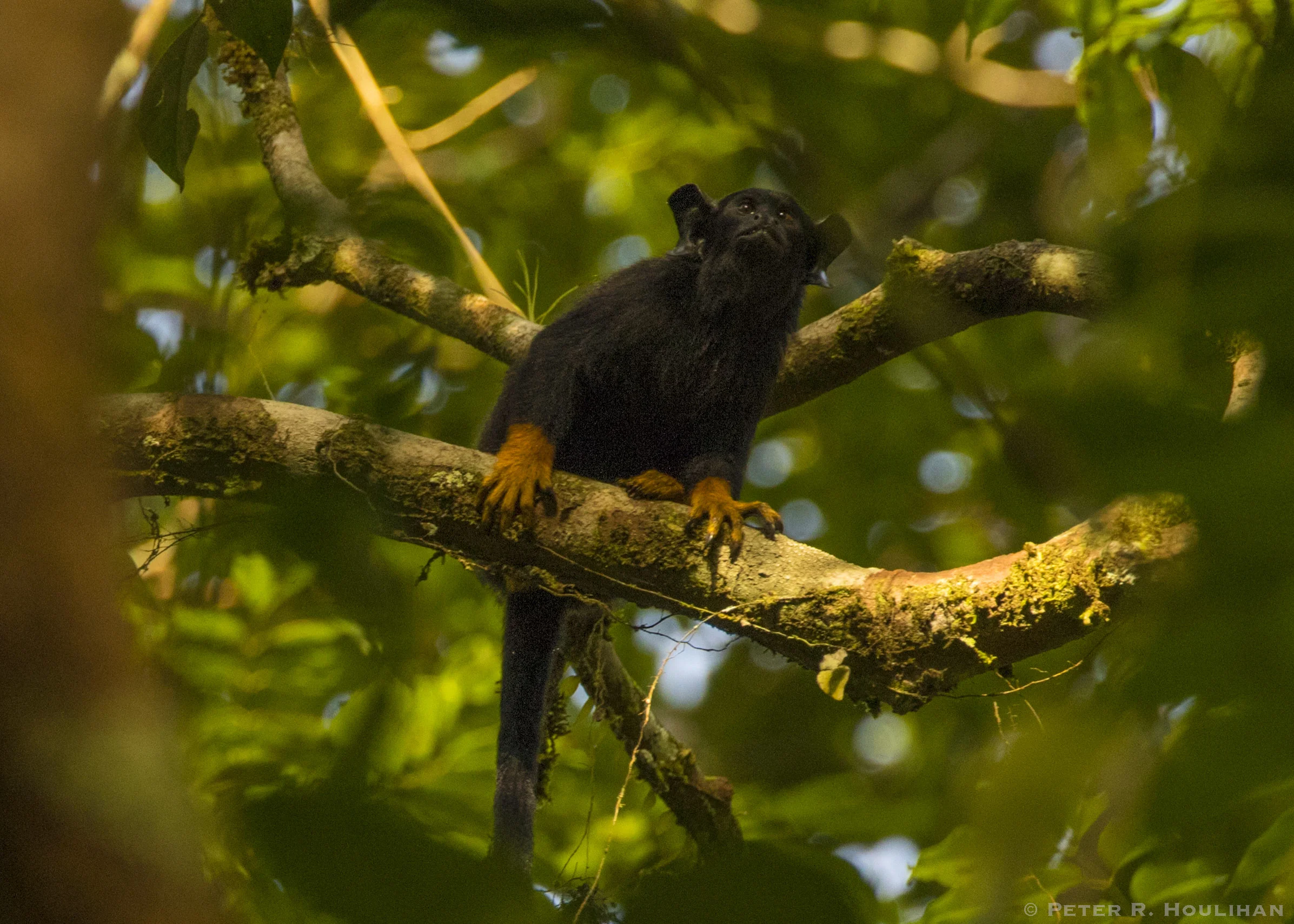 GoldenHandedTamarin_FG_Houlihan.jpg
