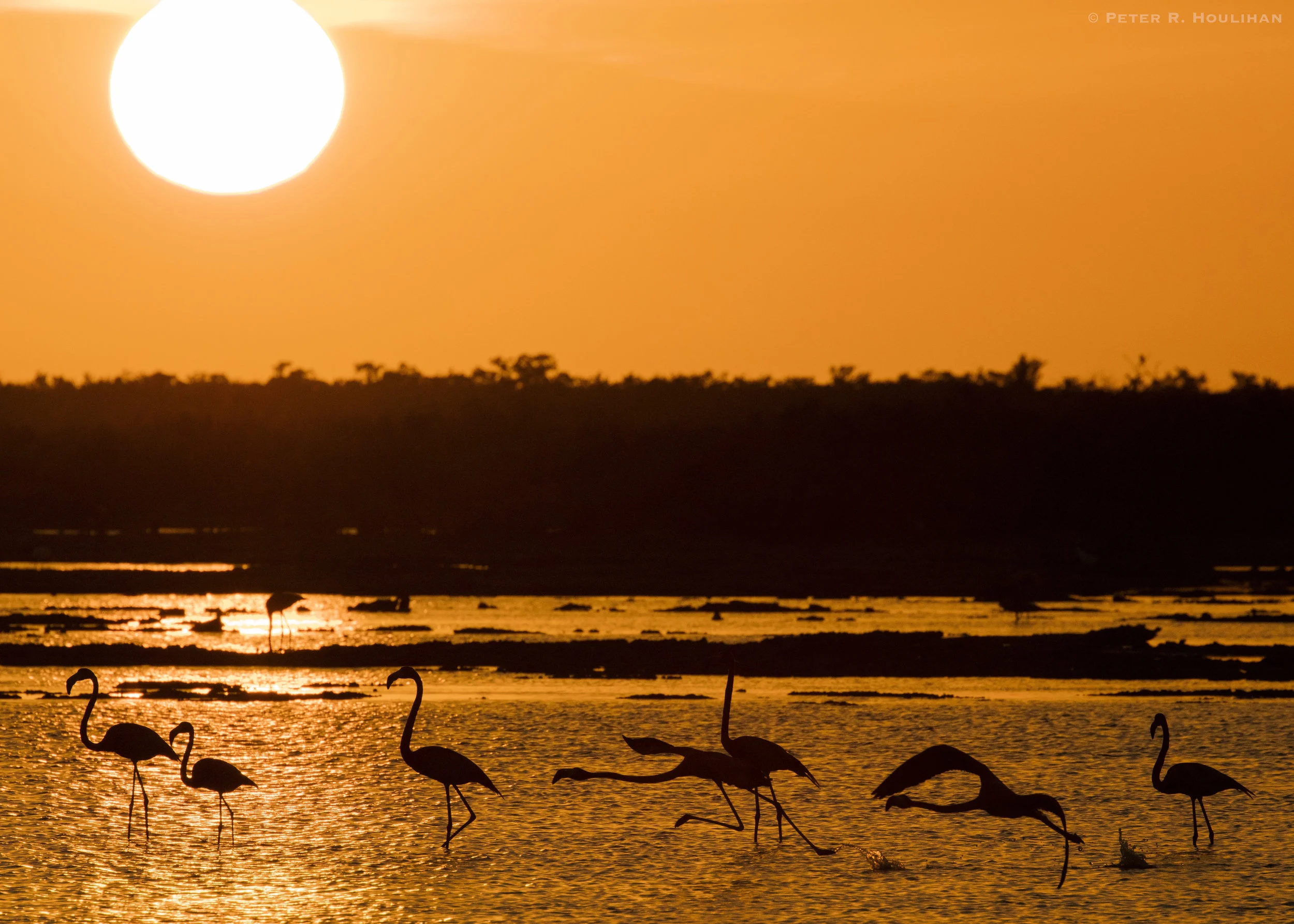 Flamingos_Cuba_Houlihan.jpg