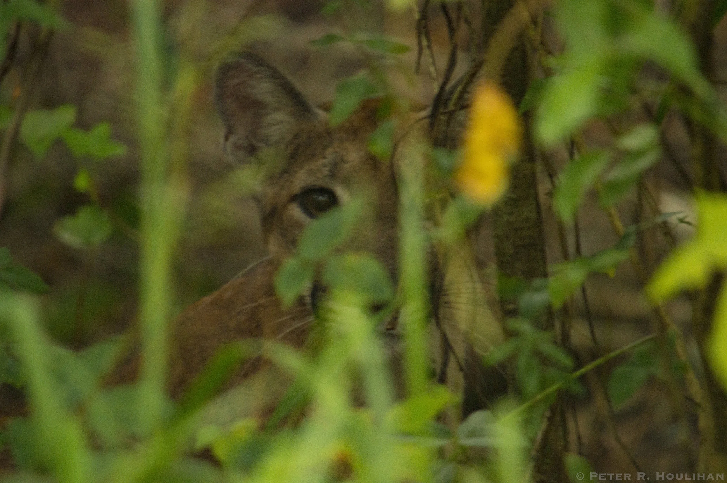 Panther_Fakahatchee_Houlihan.jpg