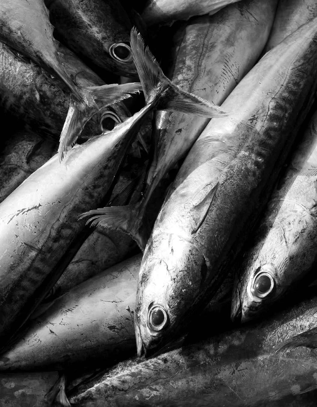 Tuna Blues