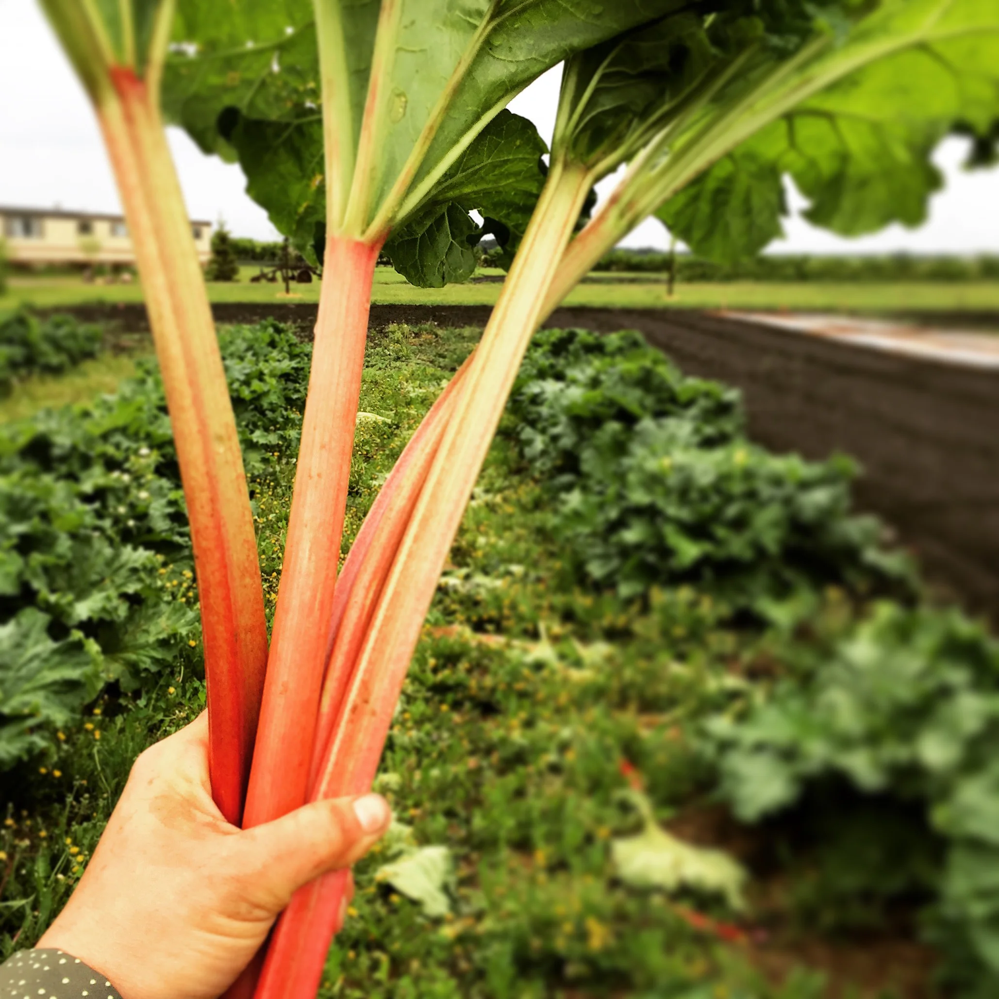 produce-35.jpg