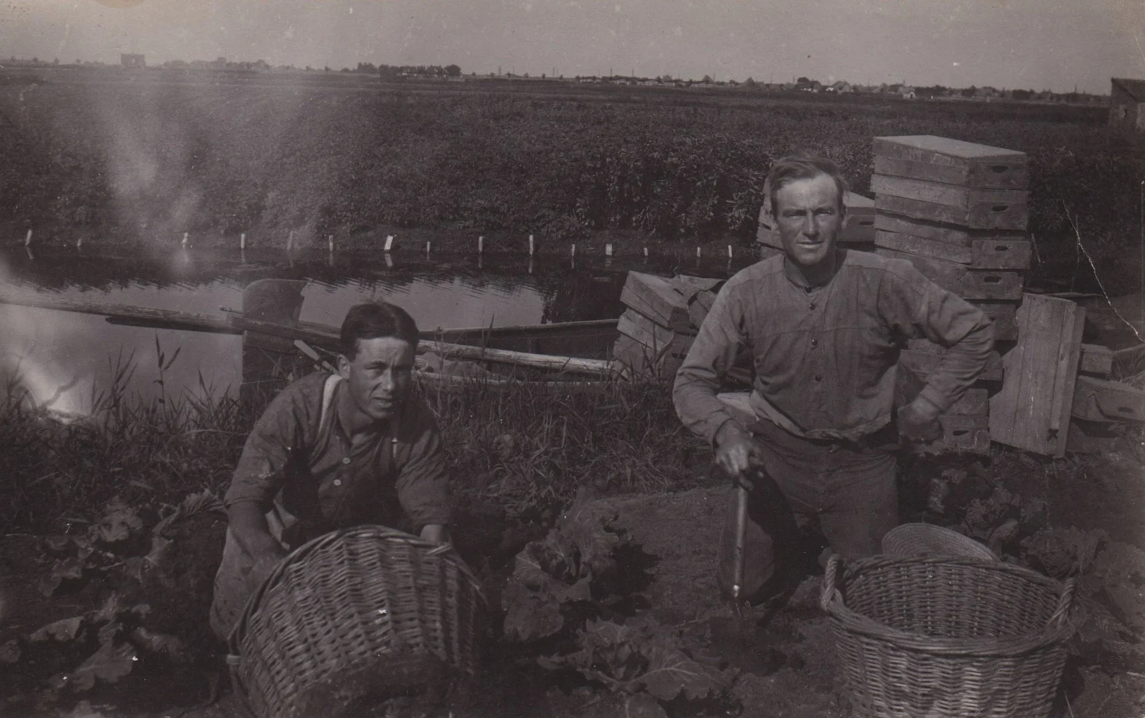 Harvesting potatoes, or "Aardappelen" in Holland in the mid 1900's
