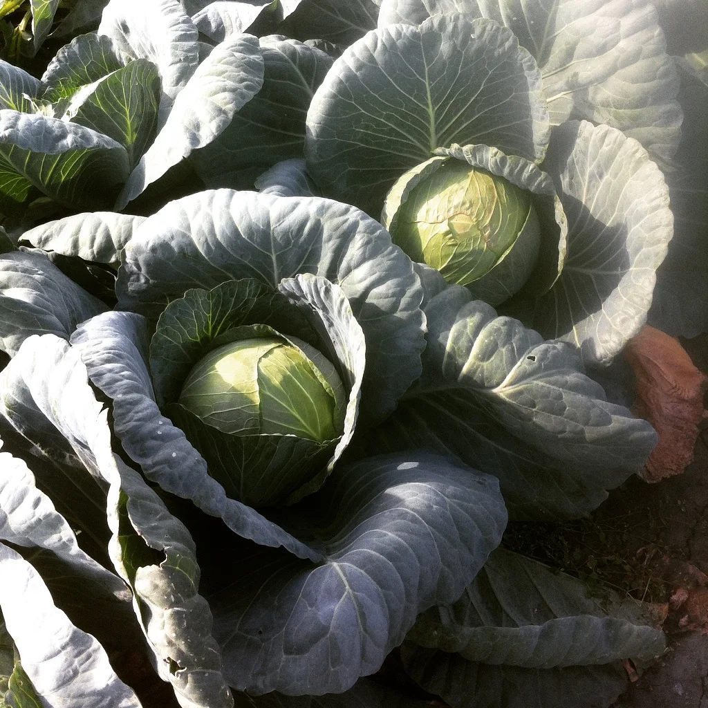 fall2016iphone 086.JPG