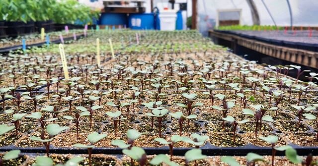 The first crops are in the ground for you, and to keep you supplied through the summer and beyond, the greenhouse is full of plant babies that'll go in the ground in due time.
#successionplanting #marketgardening #certifiedorganic