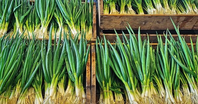 Fragrant green onions for market today... @strathconamarket @yegdtmarket
#springproduce #farmersmarket #certifiedorganic